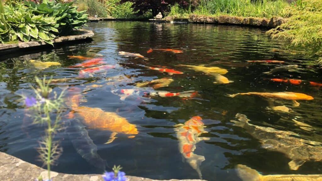 Koi pond